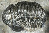 Two Detailed Gerastos Trilobite Fossils - Morocco #363955-6